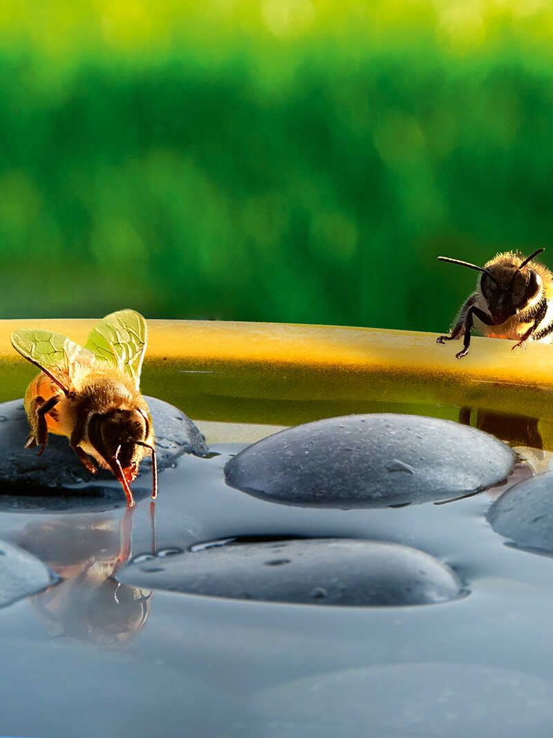 Alternatives Bild 1 zu Bienentr�nke aus Stein