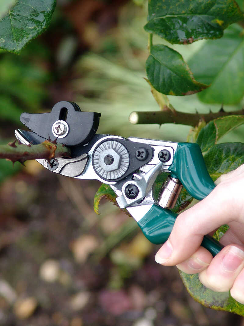 Rosenschere Rose Pruner