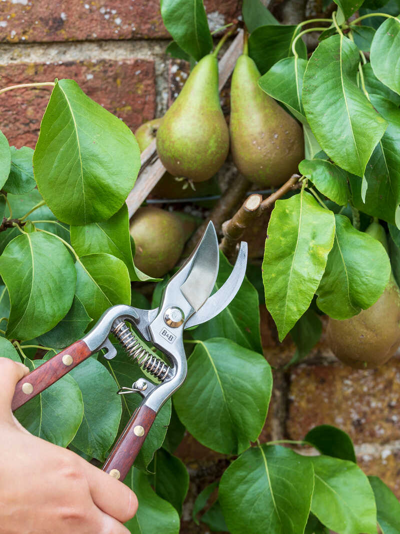 Produktbild zu Gartenschere Bypass Secateur