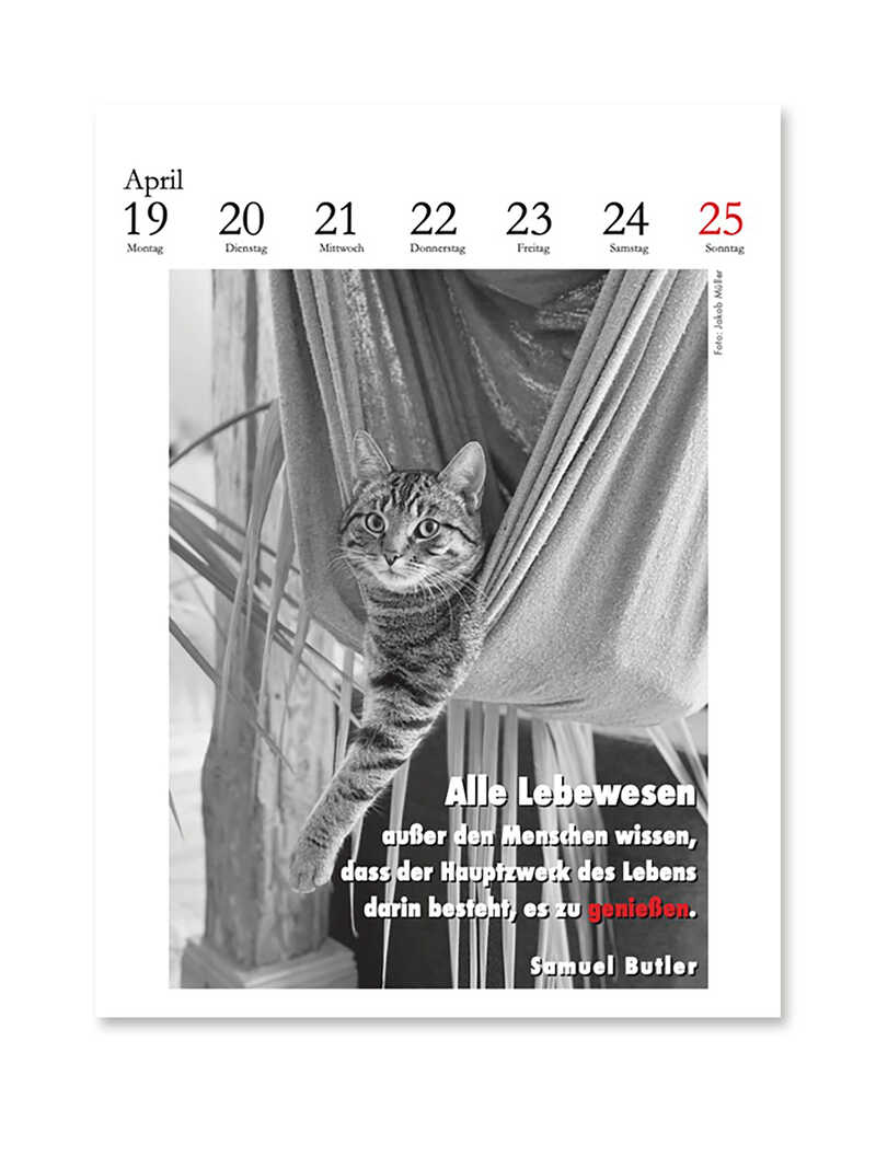 Alternatives Bild 1 zu Literarischer Katzenkalender 2027