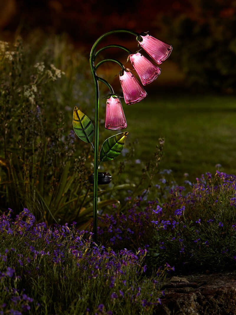 Solarblume Fingerhut