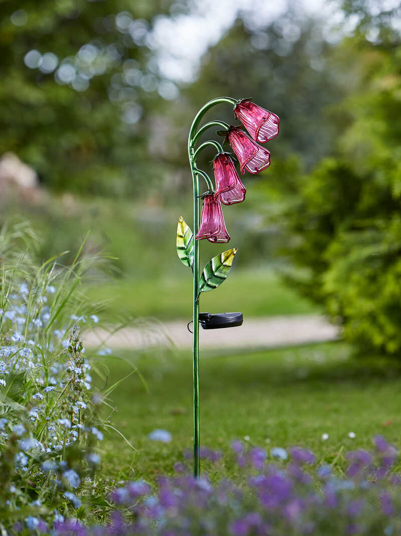 Solarblume Fingerhut