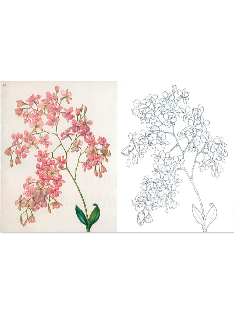 Alternatives Bild 1 zu Ausmalbuch KEW GARDENS - Florale Ausmaltr�ume