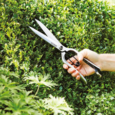 Thumbnail zu Gartenschere aus Edelstahl f�r Hecken