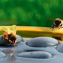 Alernatives Thumbnail 1 zu Bienentr�nke aus Stein
