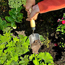 Alernatives Thumbnail 1 zu Pflanzschaufel mit langem Eschenholz-Griff