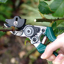 Rosenschere Rose Pruner