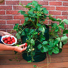 Pflanzsack für Erdbeeren 40 l Größe 45 x 35 cm