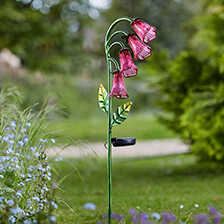 Solarblume Fingerhut