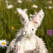 Hase Rowan von Hannah Dale