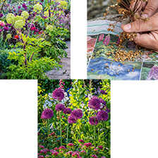 Alernatives Thumbnail 1 zu Ich trume von einem Cottage Garten von Mark Bolton