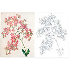 Alernatives Thumbnail 1 zu Ausmalbuch KEW GARDENS - Florale Ausmaltr�ume